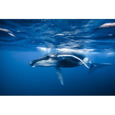 Baleine à bosse par Philip Thurston