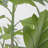 80'' Faux Fiddle Tree Tree in Pot