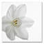 « paper white », reproduction de photo sur toile tendue-15194483