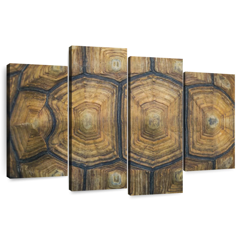 Brampt Giant Tortoise Shell, 27" H x 43" W