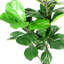 Anlin 150cm Faux Fig Tree in Pot