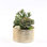 Faux Succulent in Pot