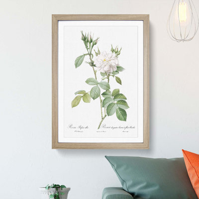 Autumn Damask Rose by Pierre-Joseph Redoute - Framed Print