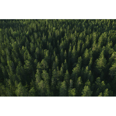 Spruce Tree Forest by Marcus Lindstrom - No Frame Print on Canvas