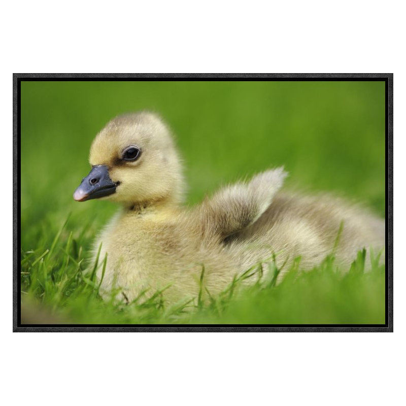 " Greylag Goose Gosling, Austria ", 12" H x 18" W, Wrapped Canvas