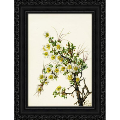 Cliffrose (Cowania stanshuriana) (1934)