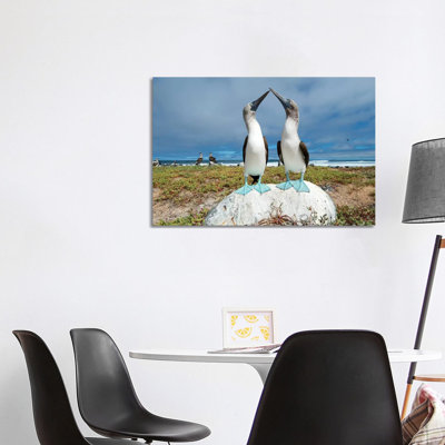 Blue-Footed Booby Pair Courting, Santa Cruz Island, Galapagos Islands, Ecuador by Tui De Roy - Wrapped Canvas Print