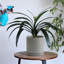 Pot de fleurs en céramique avec trou de drainage et soucoupe-581176502-581176505