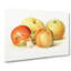 Vintage Illustration of a Selection of Apples - Wrapped Canvas-55303231