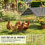 Cage à poulailler cage à petits animaux-309919190-309919188