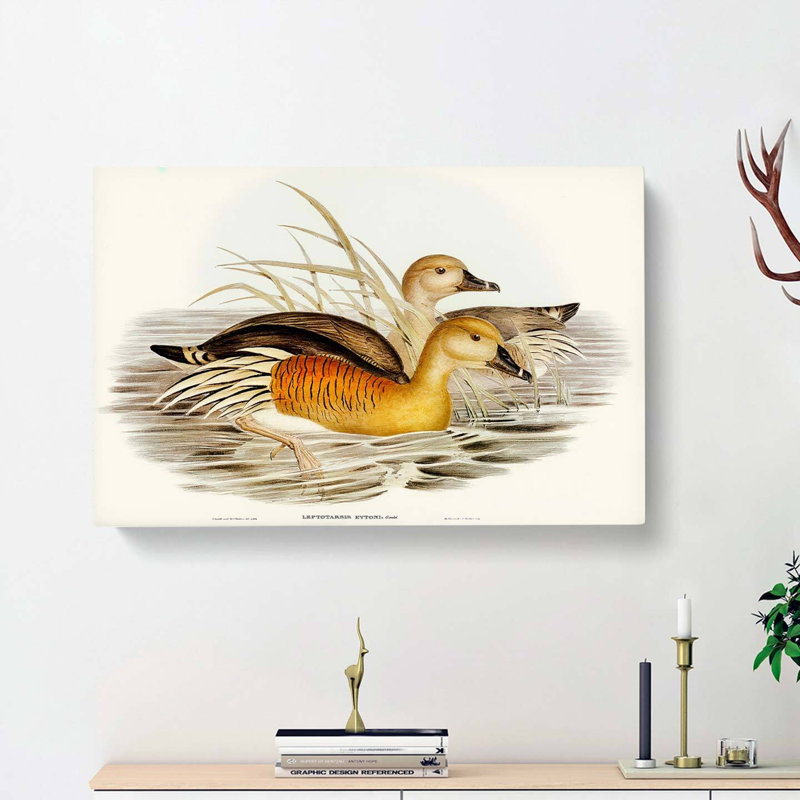 Eyton's Duck by Elizabeth Gould - Wrapped Canvas, 35cm H x 50cm W x 3cm D