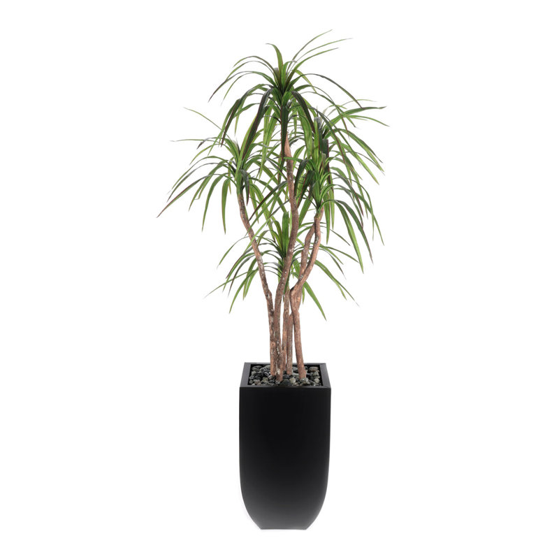 78"H Yucca Tree, Real Wood Trunks, Rocks in Black Tin Pot