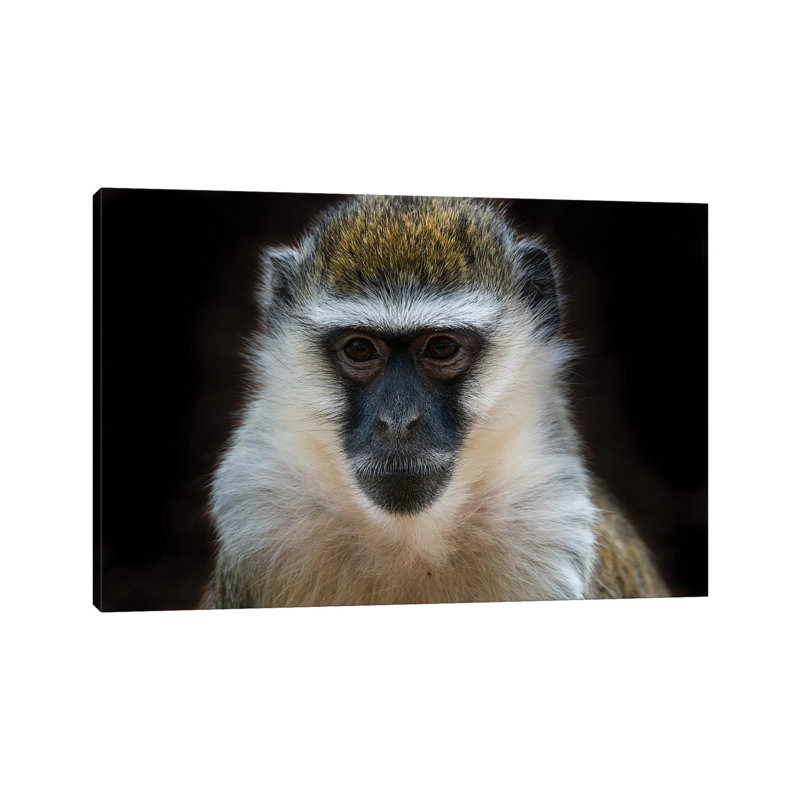 Vervet Monkey Colour by David Whelan - Wrapped Canvas Painting, 20.32 cm H x 30.48 cm W