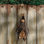 Hanging Mega Bat Sculpture