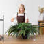 60cm Faux Fern Plant-1788137181-1788137152