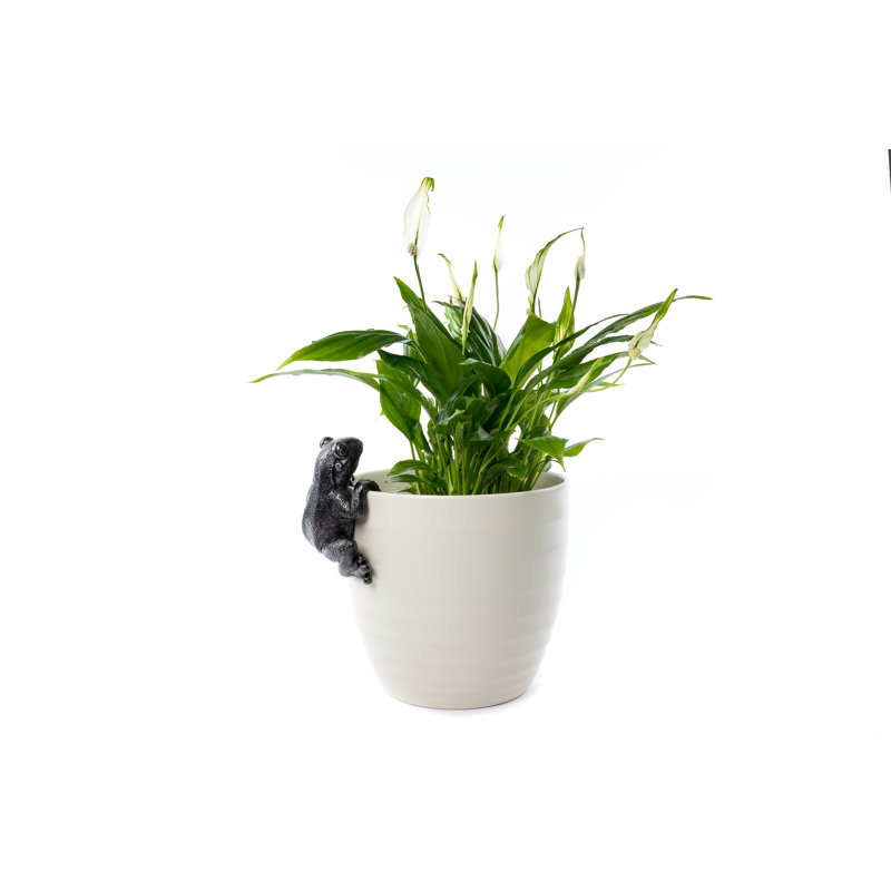Support à grenouille dans une boîte cadeau