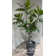 76.5'' Faux Fiddle Tree Tree in Pot