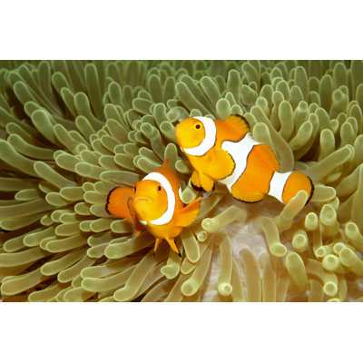 Two Clown Anemonefishes by Cbpix - Wrapped Canvas Print