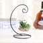 Agave plante suspendue en pot