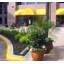 Norman Planter-14486368