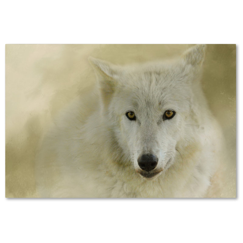 'Portrait of a Timber Wolf' Graphic Art Print on Wrapped Canvas, 30" H x 47" W
