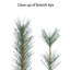 Épinette de Hampton 7,5 pi, 1809 extrémités de branches, 500 lumières DEL blanc chaud
