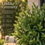 Lot de 12 tiges de pin Norfolk artificielles, branches de pin artificielles, branches de pin réalistes, fausses branches de pin, branches de pin de Noël, branches de pin naturelles pour arrangements floraux en vase, décorations végétales de Noël intérieures et extérieures, pots non inclus.-134453446