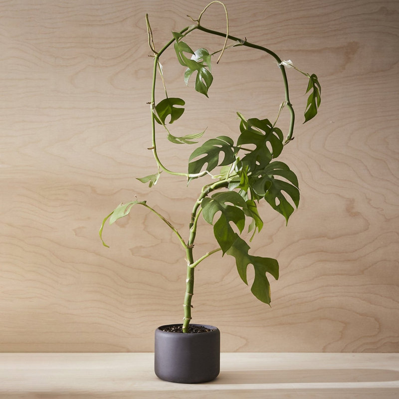 Porcelain Plant Pot, Black, 3.5" H x 4.5" W x 4.5" D