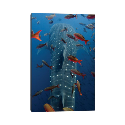 Whale Shark Swimming With Other Tropical Fish, Wolf Island, Galapagos Islands, Ecuador by Pete Oxford - Gallery-Wrapped Canvas Giclée on Canvas