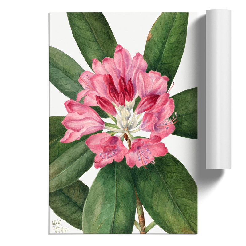 Mountain Rose Bay by Mary Vaux Walcott - Frameless Print, 42cm H x 30cm W x 0.1cm D
