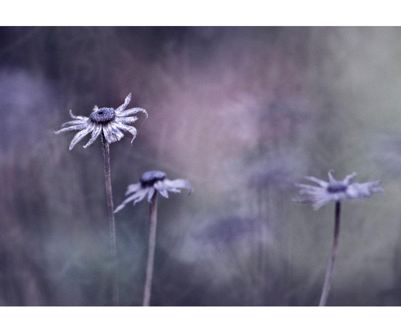 Wrapped Canvas Print, 50.8 cm H x 76.2 cm W