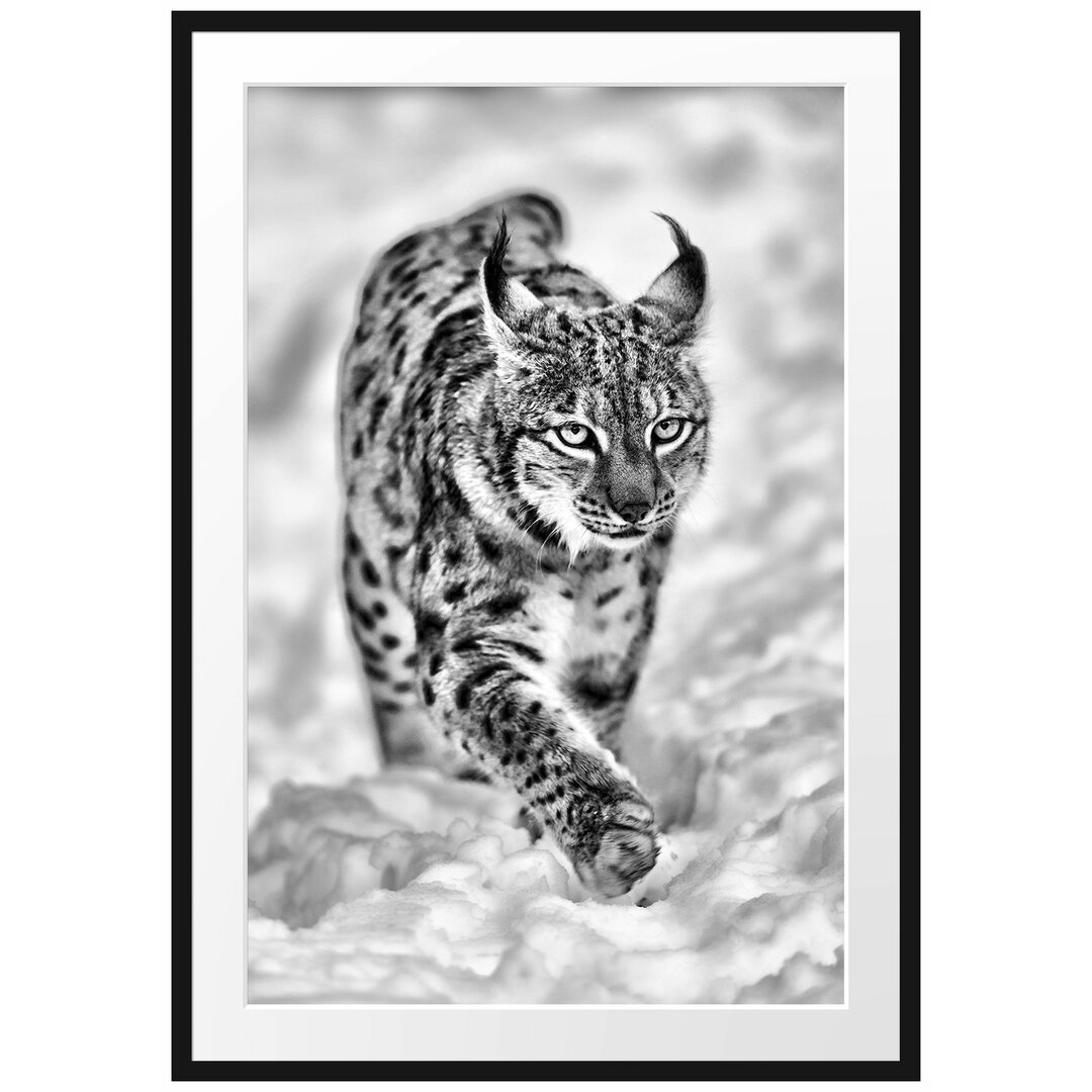 Gerahmtes Poster Luchs im Schnee