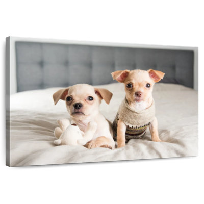 Brampt Chihuahua Buddies