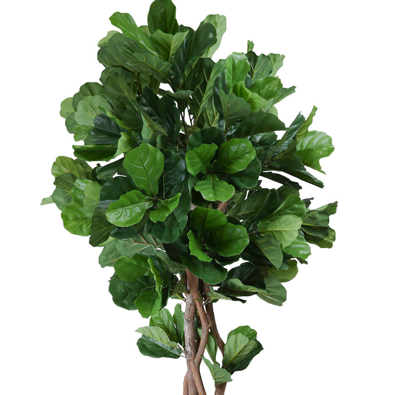 Fiddle Leaf Tree in Fiberstone Pot