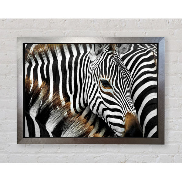 Bright Star Zebra Huddle - Single Picture Frame Print | Wayfair.co.uk