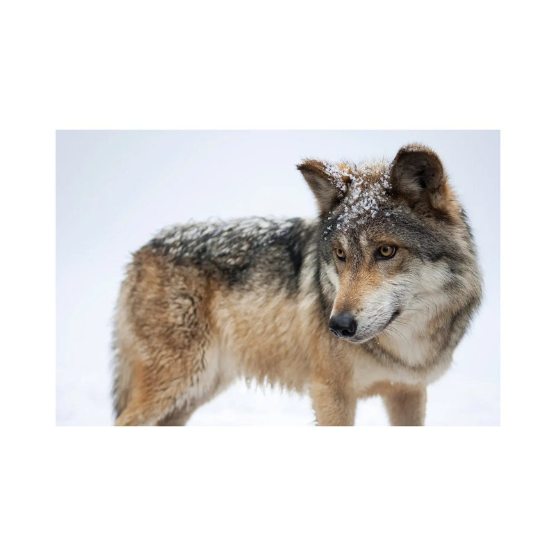 A Federally Endangered Mexican Gray Wolf At The Wild Canid Survival And Research Center by Joel Sartore - Wrapped Canvas Gallery-Wrapped Canvas Giclée