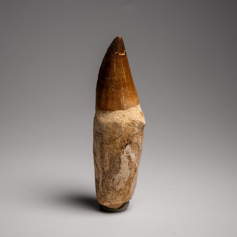 Genuine Mosasaur Tooth With Root From Morocco (115 Grams)