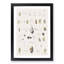 Types of Seashells PL. 4 by J.E. De Kay - Framed Print-55642118-55642116