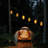 Aliandra Indoor / Outdoor 1 - Bulb 276 in. Plug-in LED Standard String Light
