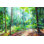 Woodland Reverie by Danhui Nai - Wrapped Canvas Print