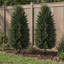 Topiaire de cyprès artificiel avec piquet de sol, ensemble de 2 arbustes artificiels de 43,3 pouces, arbre à feuilles persistantes artificiel pour porche, plantes artificielles pour jardinières d'extérieur