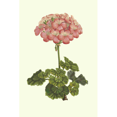 Rose géranium III