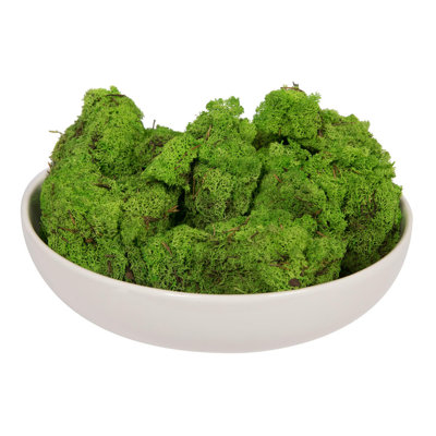 Preserved Moss Grass