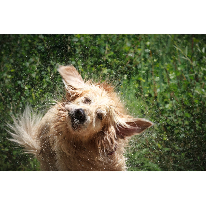 Splashing Around by Lorenzo Patoia - Wrapped Canvas Print, 51cm H x 76cm W x 3.8cm D