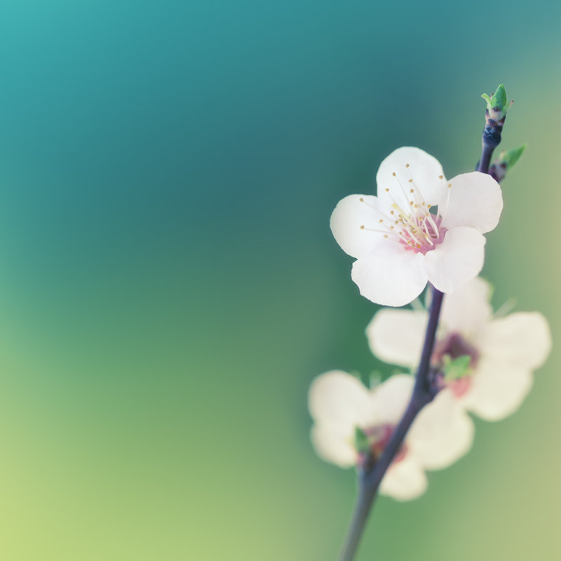 Spring Blossom by Jeja - Wrapped Canvas Print, 91cm H x 91cm W x 3.8cm D