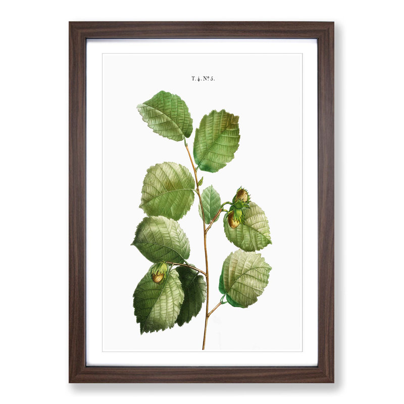 Hazelnut Tree Branch by Pierre-Joseph Redoute - Picture Frame Painting Print, 65cm H x 48cm W x 2cm D, Walnut Framed