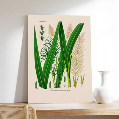 Canvas Wall Art Sugar Cane Vintage Tropical Botanical Canvas Print Vintage Poster Print Home Decor