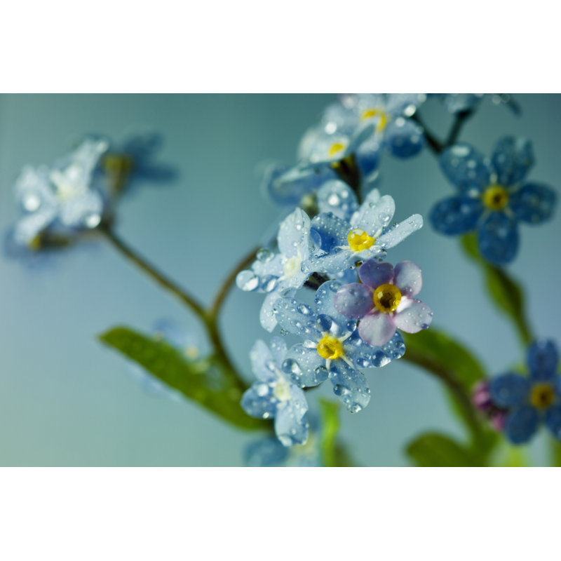 Forget Me Not Flowers by Julia Sudnitskaya - Wrapped Canvas Print, 81cm H x 122cm W x 3.8cm D
