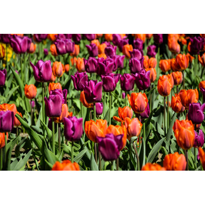 Flower Tulips - Wrapped Canvas Print