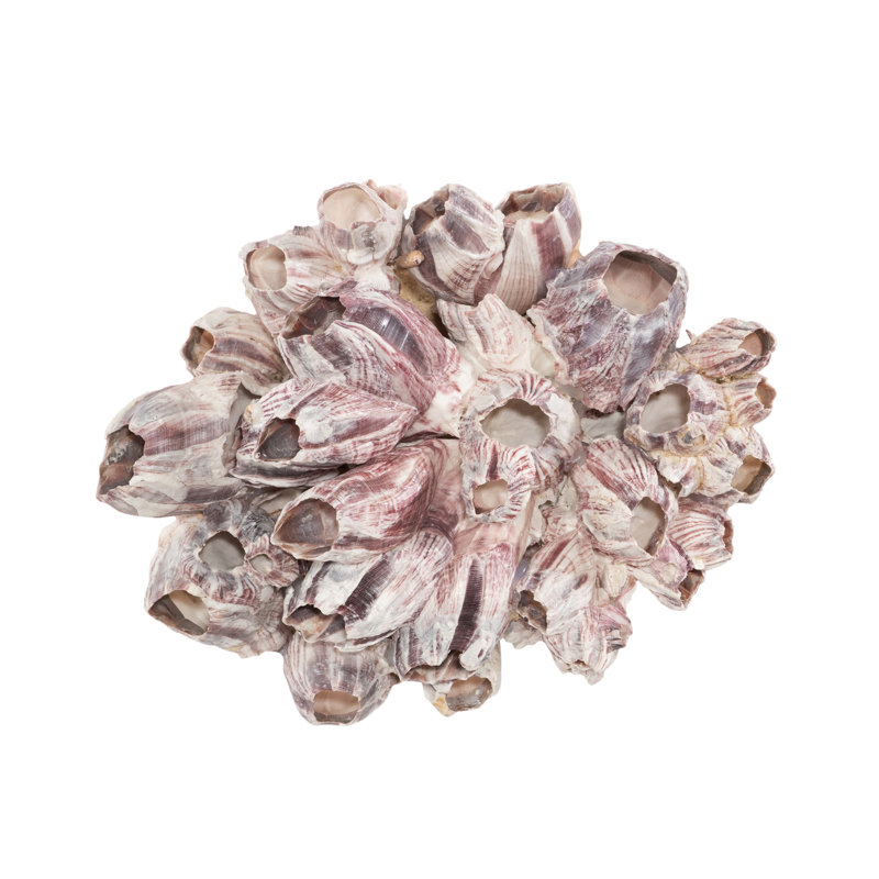 Barnacle Cluster, art mural